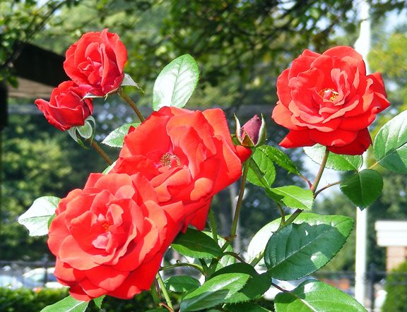 Crimson Bouquet photo cbq2013_09110023_zps9b68fc0f.jpg
